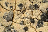 Lecanactis californica image