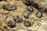 Lecanactis californica image
