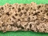 Lecanactis californica image