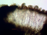 Lecanactis californica image