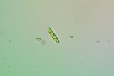 Lecanactis californica image