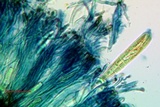Lecanactis californica image