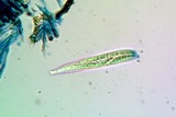 Lecanactis californica image