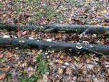 Trametes gibbosa image