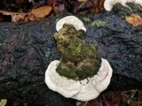 Trametes gibbosa image