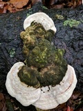 Trametes gibbosa image