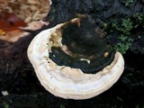 Trametes gibbosa image