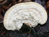 Trametes gibbosa image