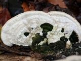 Trametes gibbosa image