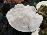 Trametes gibbosa image