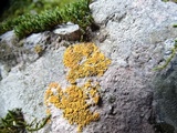 Xanthoria elegans image
