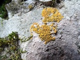 Xanthoria elegans image