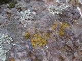 Caloplaca bolacina image