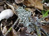 Ramalina puberulenta image