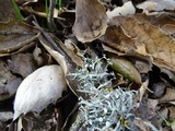 Ramalina puberulenta image