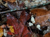Hemimycena candida image