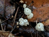 Hemimycena candida image