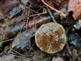 Polyporus brumalis image