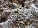 Lecanora muralis image