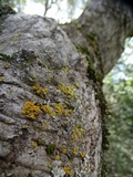 Xanthomendoza hasseana image