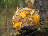 Cronartium quercuum image