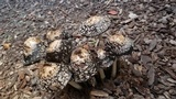 Coprinus calyptratus image