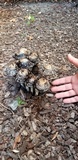 Coprinus calyptratus image