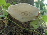 Ganoderma zonatum image