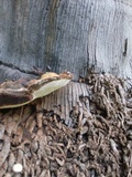 Ganoderma zonatum image