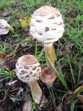 Chlorophyllum nothorhacodes image