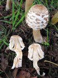 Chlorophyllum nothorhacodes image