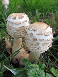 Chlorophyllum nothorhacodes image