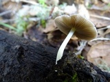Bolbitius reticulatus image