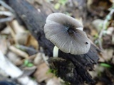 Bolbitius reticulatus image