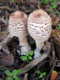 Chlorophyllum nothorhacodes image