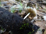 Bolbitius reticulatus image