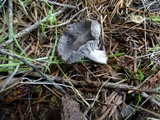 Tricholoma terreum image