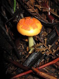 Amanita xanthocephala image