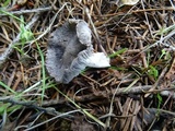 Tricholoma terreum image