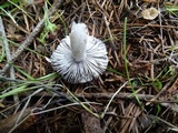 Tricholoma terreum image