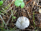 Tricholoma terreum image