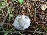 Tricholoma terreum image