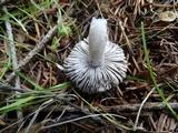 Tricholoma terreum image