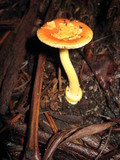 Amanita xanthocephala image