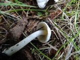 Inocybe insinuata image
