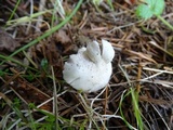 Inocybe insinuata image
