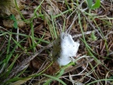 Inocybe insinuata image
