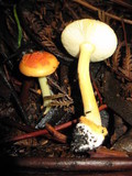 Amanita xanthocephala image