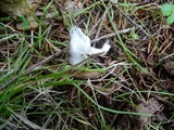 Inocybe insinuata image