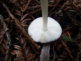 Pluteus primus image